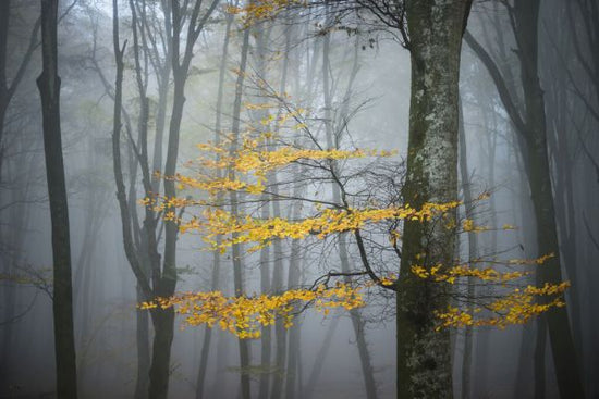 PHOTOWALL / Beech Forest in Autumn (e332142)