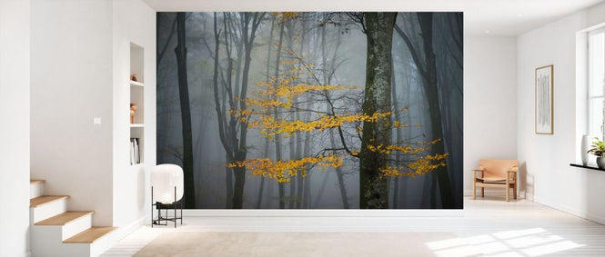 PHOTOWALL / Beech Forest in Autumn (e332142)