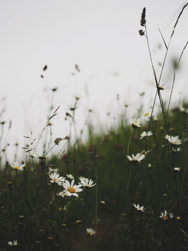 PHOTOWALL / In Summer Rain (e332926)