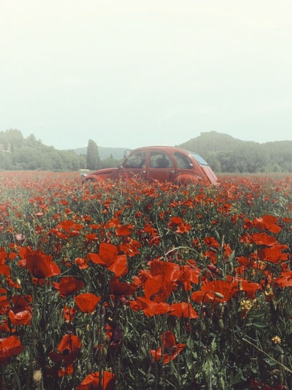 PHOTOWALL / Poppy Vintage (e332933)