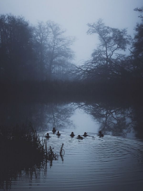 PHOTOWALL / Swimming Blues (e332940)