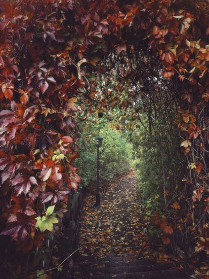 PHOTOWALL / Take a Step into Autumn (e332941)