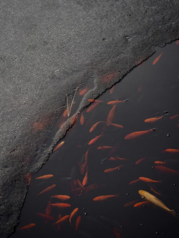 PHOTOWALL / Winter Fish (e332945)