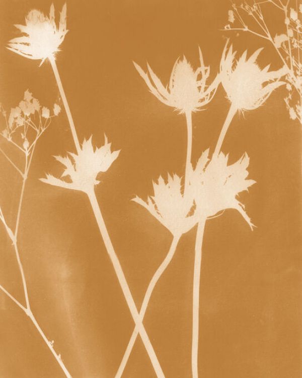 PHOTOWALL / Enchanted Fall Cyanotype (e331790)