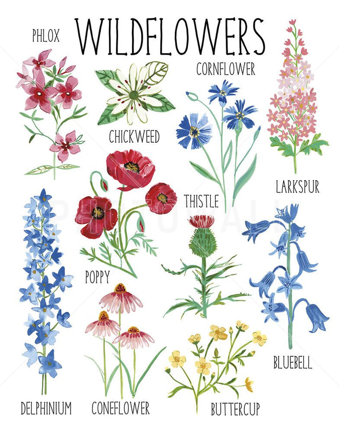 PHOTOWALL / Nature Chart (e331852)