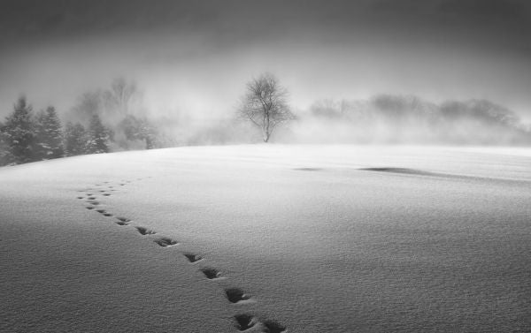 PHOTOWALL / Winter Scenery (e331955)