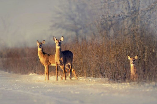 PHOTOWALL / Three Deer (e331961)