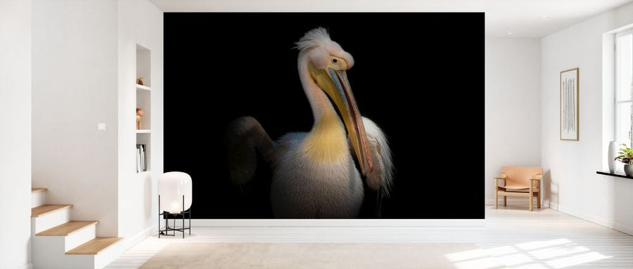 PHOTOWALL / Pelican (e331973)