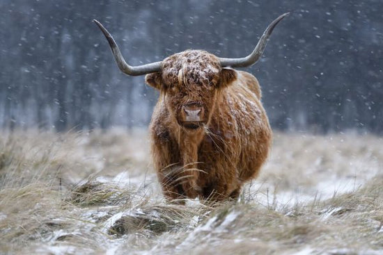PHOTOWALL / Snowy Highland Cow (e331979)