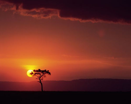 PHOTOWALL / Sunset Behind a Tree (e331913)
