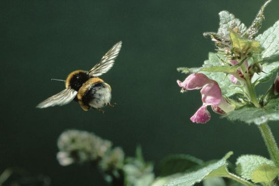 PHOTOWALL / Bumblebee Flies from Lamium Flower (e331988)