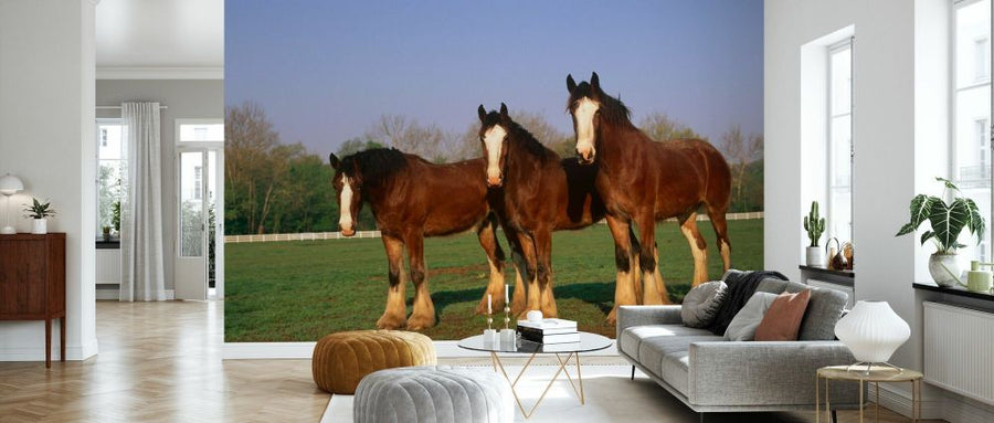 PHOTOWALL / Three Clydesdale Horses (e331989)
