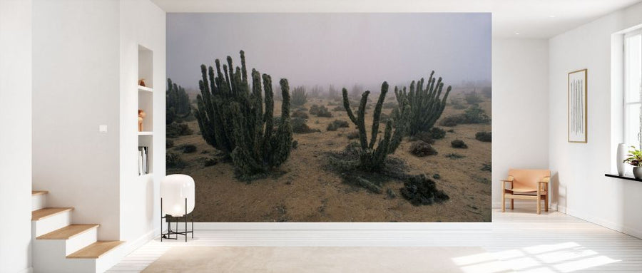 PHOTOWALL / Cacti in Coastal Fog (e331991)