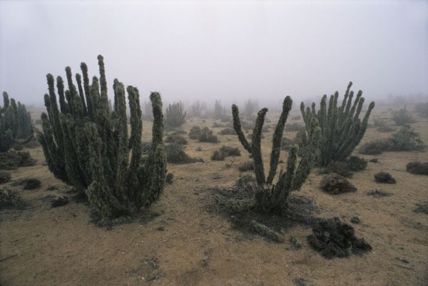 PHOTOWALL / Cacti in Coastal Fog (e331991)