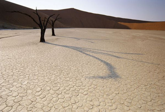 PHOTOWALL / Dead Acacia Tree in Desert (e331994)