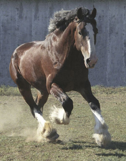 PHOTOWALL / Galloping Young Clydesdale Stallion (e331996)