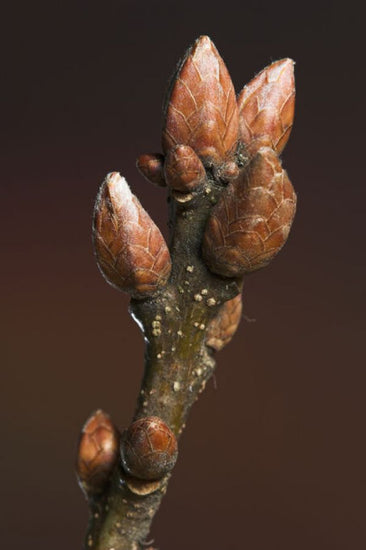 PHOTOWALL / Sessile Oak Buds in Winter (e331998)