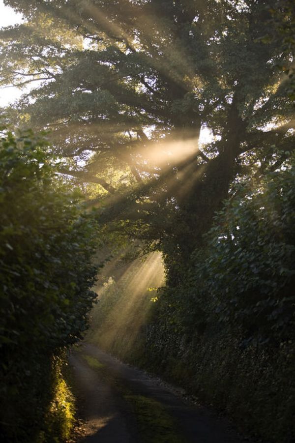PHOTOWALL / Rays of Sunlight Shining Through Trees (e332002)