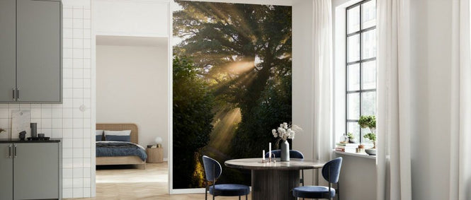 PHOTOWALL / Rays of Sunlight Shining Through Trees (e332002)