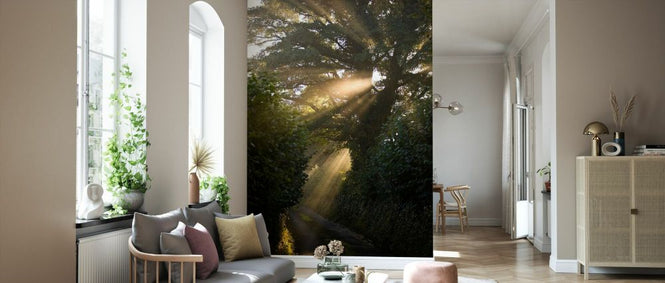 PHOTOWALL / Rays of Sunlight Shining Through Trees (e332002)