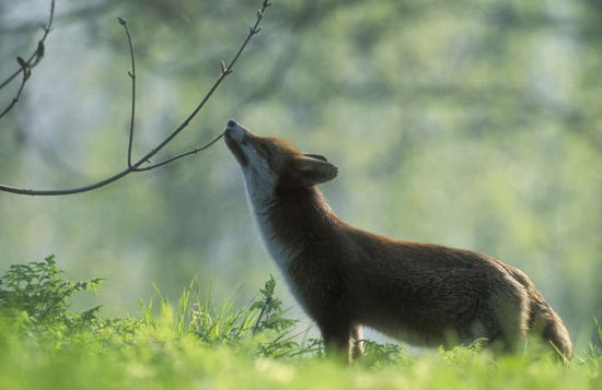 PHOTOWALL / Red Fox Sniffing a Branch (e332004)