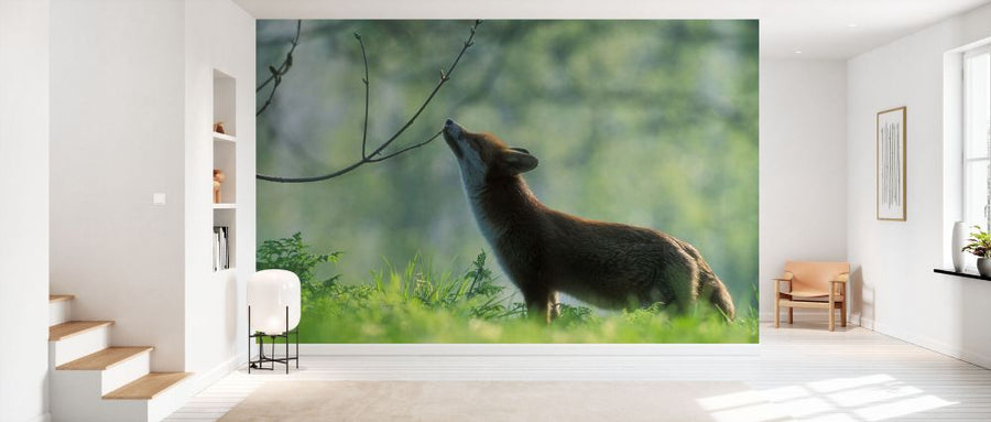 PHOTOWALL / Red Fox Sniffing a Branch (e332004)