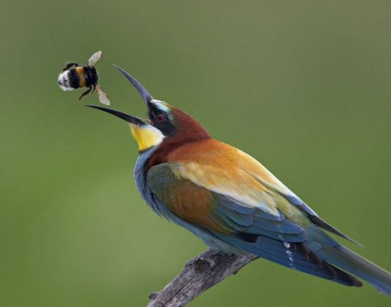 PHOTOWALL / Bee-eater Catching Bumblebee (e332005)