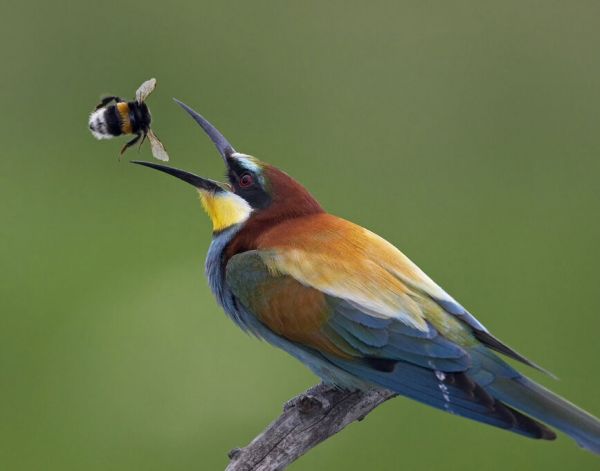 PHOTOWALL / Bee-eater Catching Bumblebee (e332005)