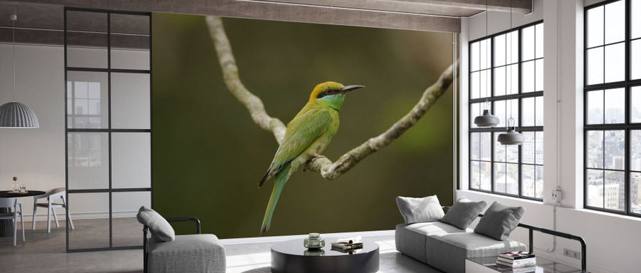 PHOTOWALL / Perched Little Green Bee-eater (e332013)