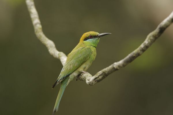 PHOTOWALL / Perched Little Green Bee-eater (e332013)