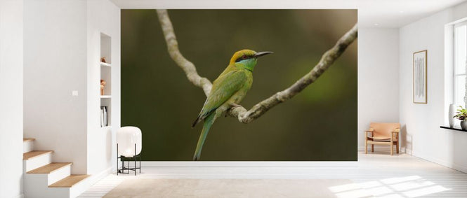 PHOTOWALL / Perched Little Green Bee-eater (e332013)
