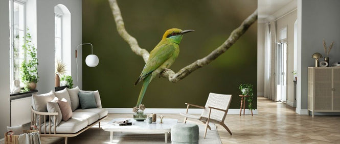 PHOTOWALL / Perched Little Green Bee-eater (e332013)
