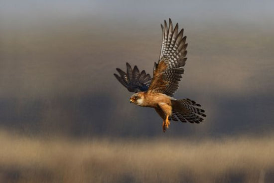 PHOTOWALL / Female Red Footed Falcon (e332019)