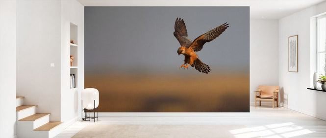 PHOTOWALL / Female Red Footed Falcon II (e332020)