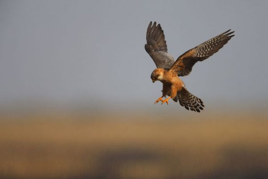PHOTOWALL / Female Red Footed Falcon II (e332020)