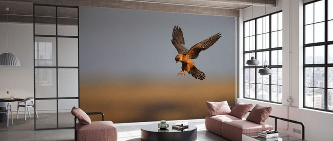 PHOTOWALL / Female Red Footed Falcon II (e332020)