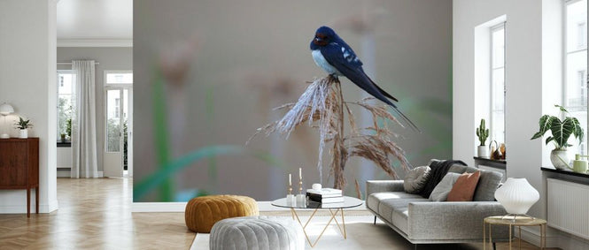 PHOTOWALL / Barn Swallow Perching on Reed (e332022)