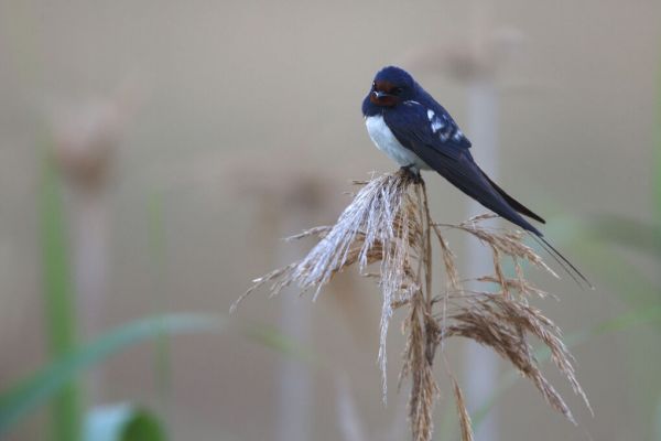 PHOTOWALL / Barn Swallow Perching on Reed (e332022)