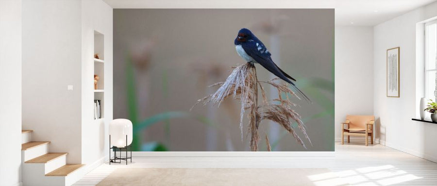 PHOTOWALL / Barn Swallow Perching on Reed (e332022)