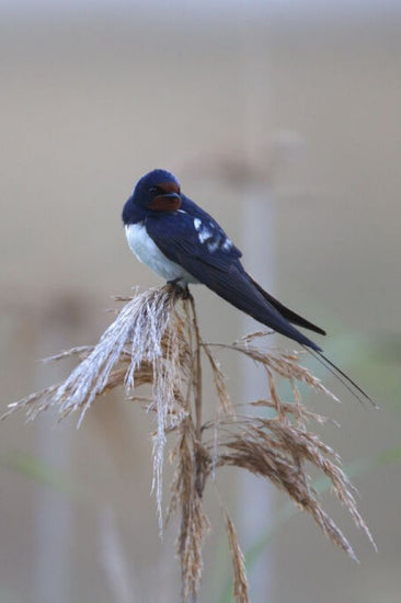 PHOTOWALL / Barn Swallow Perching on Reed II (e332023)