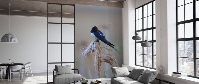 PHOTOWALL / Barn Swallow Perching on Reed II (e332023)