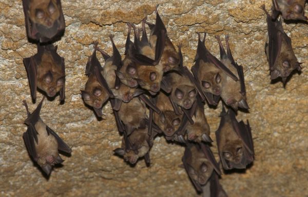 PHOTOWALL / Lesser Mouse Eared Bats (e332024)