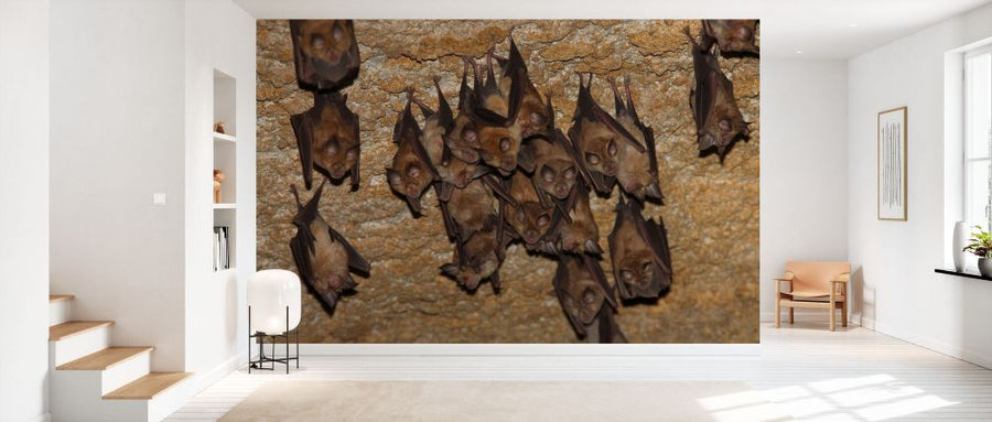 PHOTOWALL / Lesser Mouse Eared Bats (e332024)