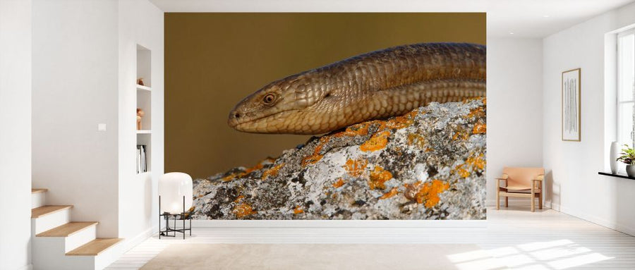 PHOTOWALL / European Glass Lizard (e332025)