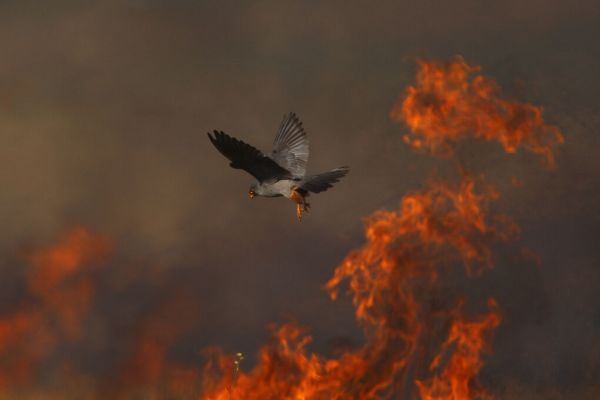 PHOTOWALL / Male Red Footed Falcon (e332031)