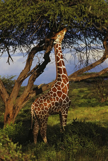PHOTOWALL / Male Reticulated Giraffe (e332032)