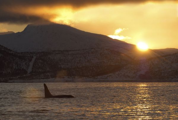 PHOTOWALL / Killer Whale Orca Surfacing at Sunrise (e332040)