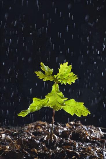 PHOTOWALL / Seedling English Oak Tree in the Rain (e332041)