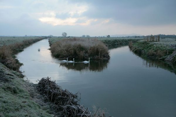 PHOTOWALL / Mute Swans on the River Brue (e332042)