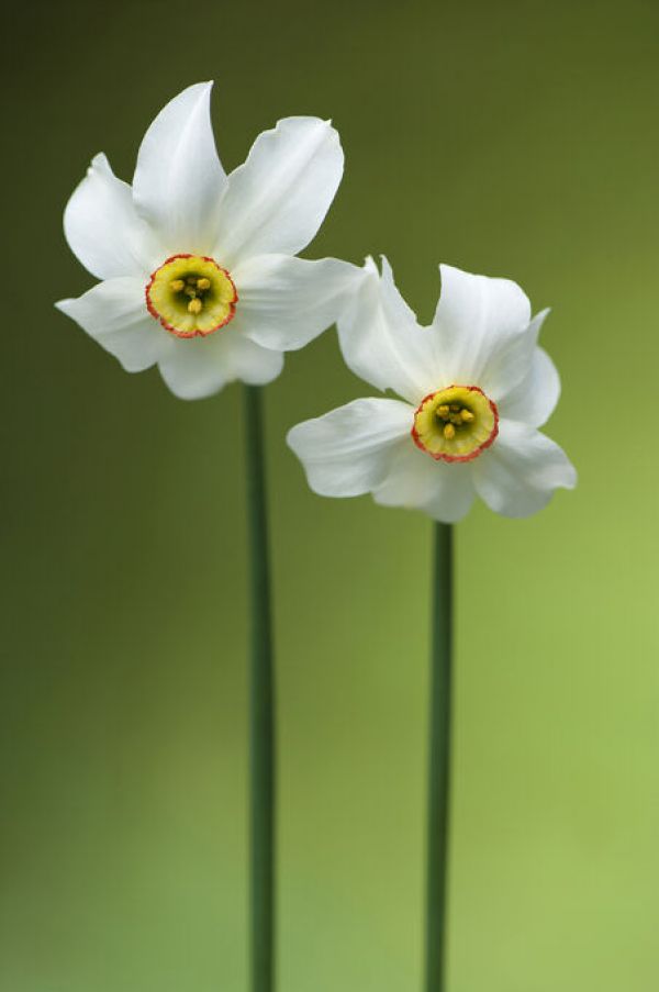 PHOTOWALL / Poets Daffodil (e332044)